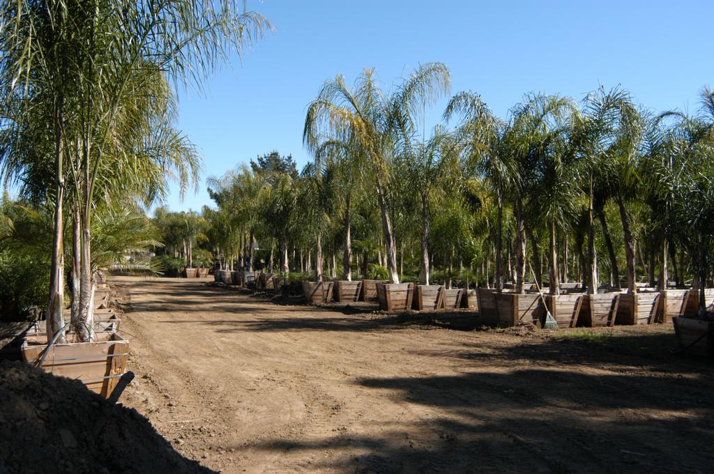 All Tropical Palms Nursery Gilroy CA 95020 4088986339